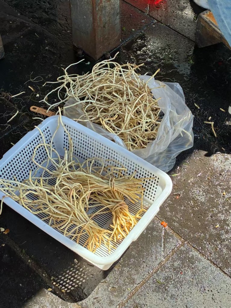 魚腥草又叫做蕺菜,它的地下根叫做折耳根   雲南街頭容易買得到