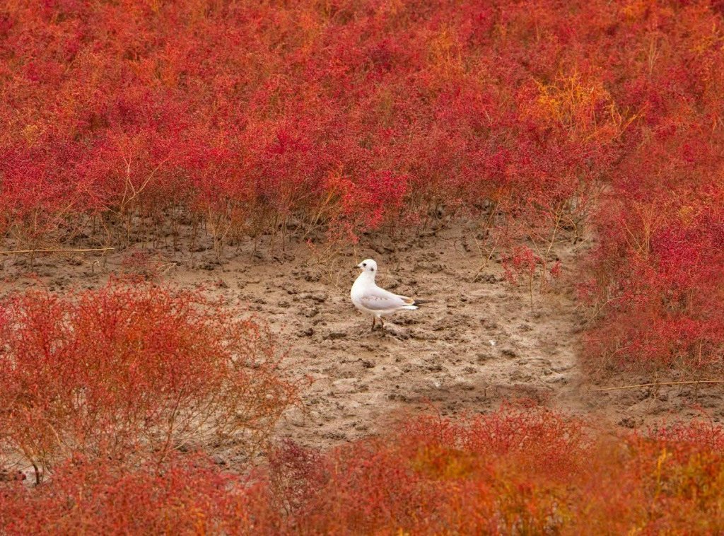 紅色大地 紅花美麗  
