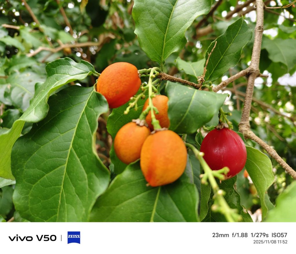 少見的花生牛奶果