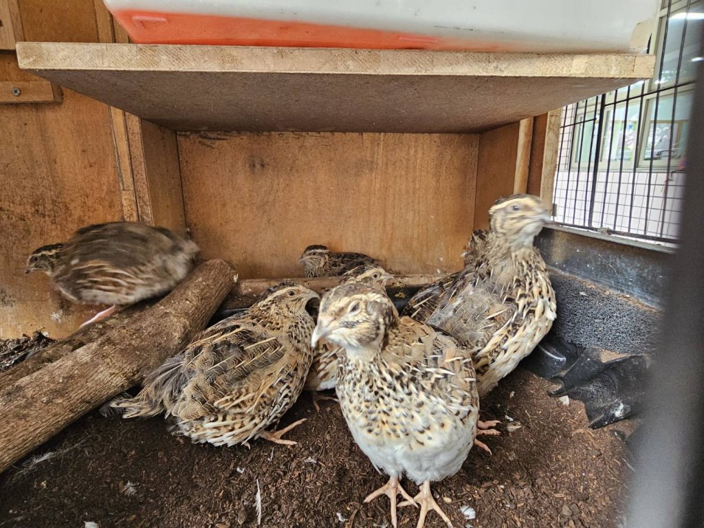 新莊國小的生命教育課程，我們班上的一窩「鵪鶉」小跟班