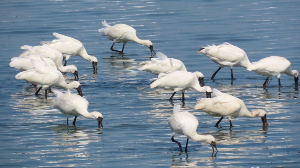 候鳥季來了，嘉義縣文觀局推「鷺境嘉義」親子賞鳥活動