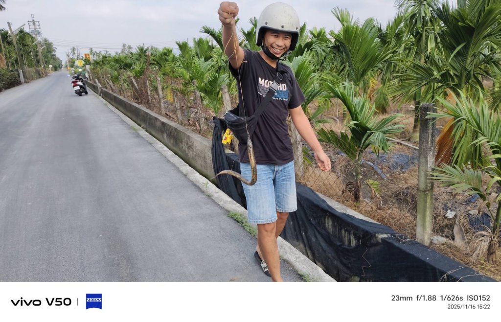 屏東縣鄉村水溝水產野味完全免費  外勞懂得捕食