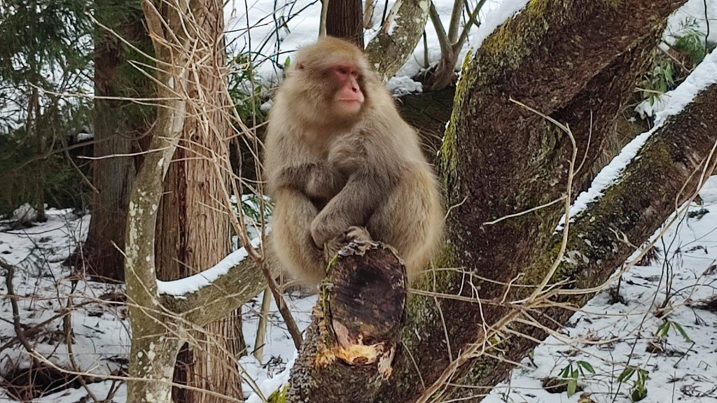 台灣獼猴氾濫惹民怨 日本雪猿公園創造觀光奇蹟