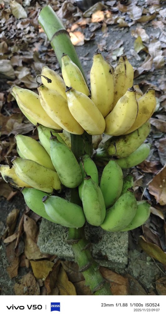 芭蕉好食  種植正因為文人用心