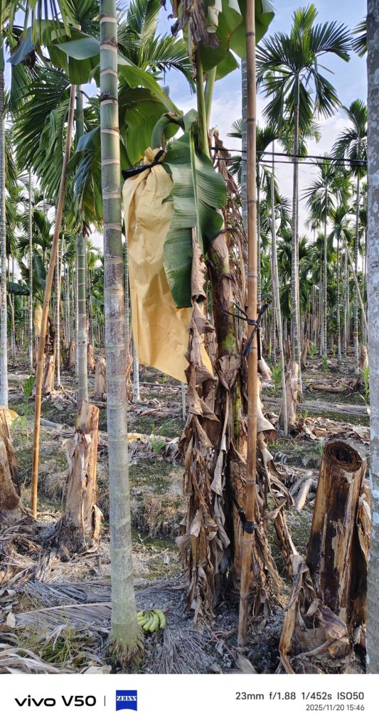 在檳榔園間種植香蕉  不怕颱風  又可以節省租用鐵柱的經費