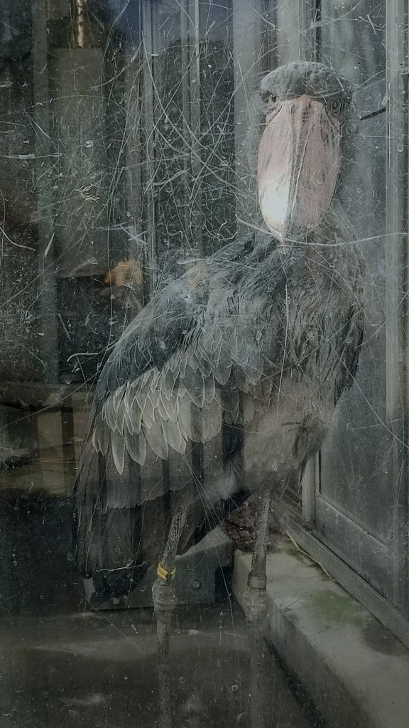 比大熊貓更迷人？鯨頭鸛為上野動物園帶來新亮點