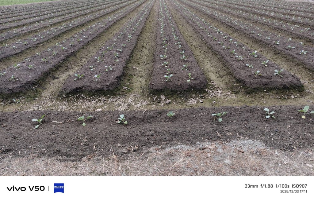 高麗菜種植  農夫總是在賭  政府做點事好嗎？