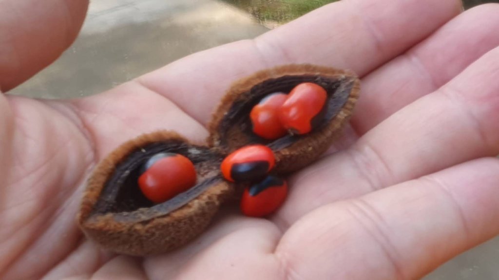 紅豆只能當飾品  不是藥物    不是食物