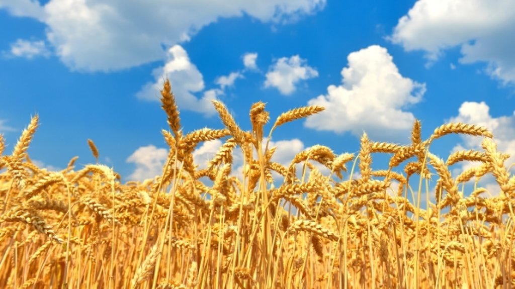 【幸福講堂】大齡女子（麥穗理論的啟示Wheat Field Problem/Theory）