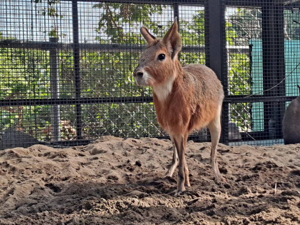 壽山動物園歲末迎「新」 朋友 鵜鶘、侏儒羊、兔豚等多種動物報到！