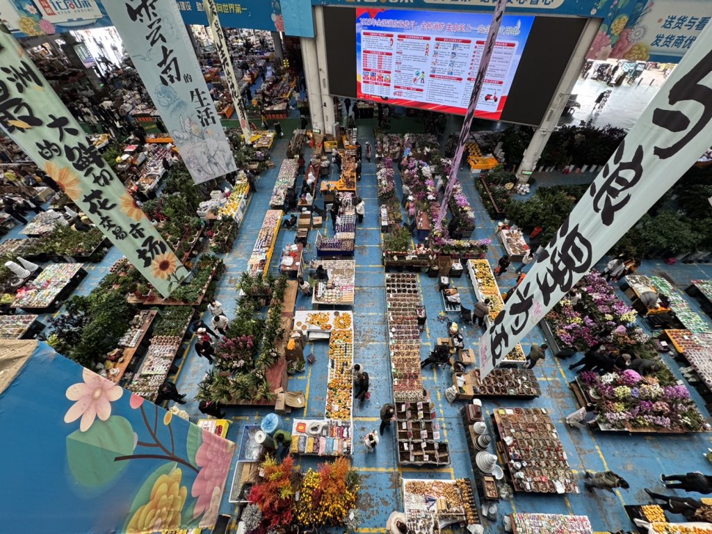 昆明斗南花市  世界知名