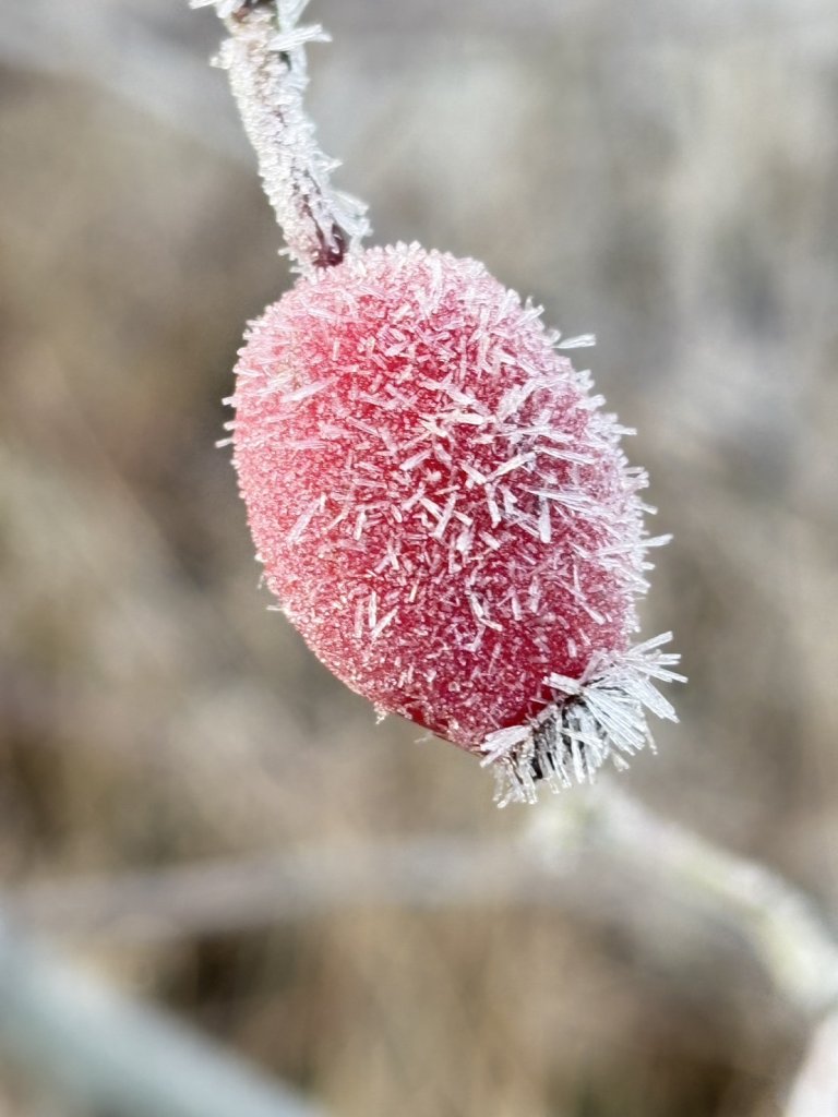 北歐冬天  果子結霜如同蘸糖粉