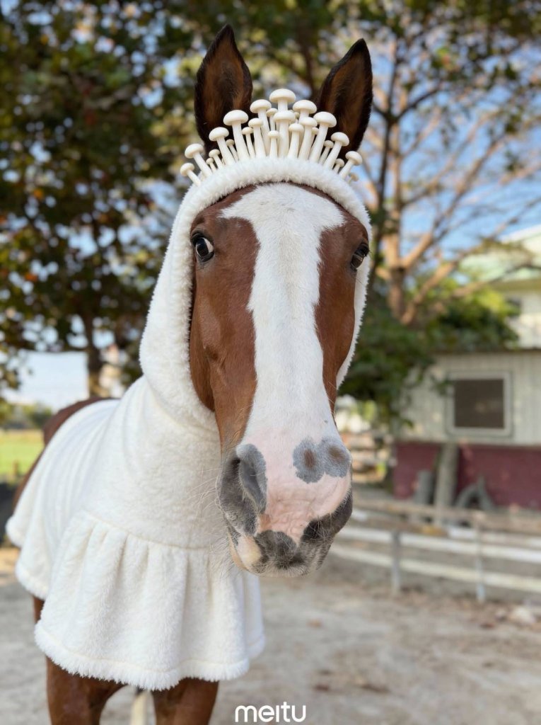 獅子會女會長  養馬博得更多關注  更多友誼