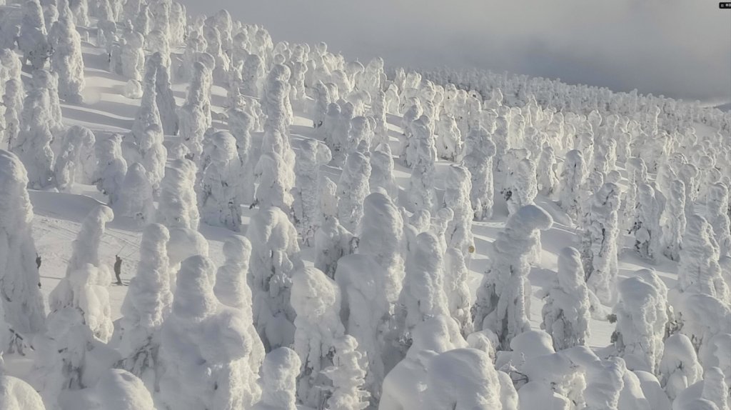 藏王連峰樹冰絕景 冰與風的怪物美學