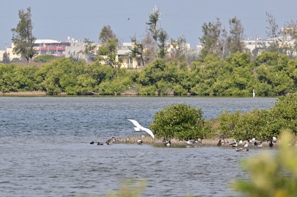 瀕危警報！黑面琵鷺肉毒中毒命危　嘉義縣跨單位搶命成功、今重返天空