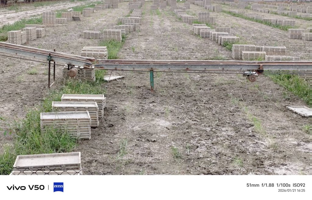 蛋捲一般的秧苗  