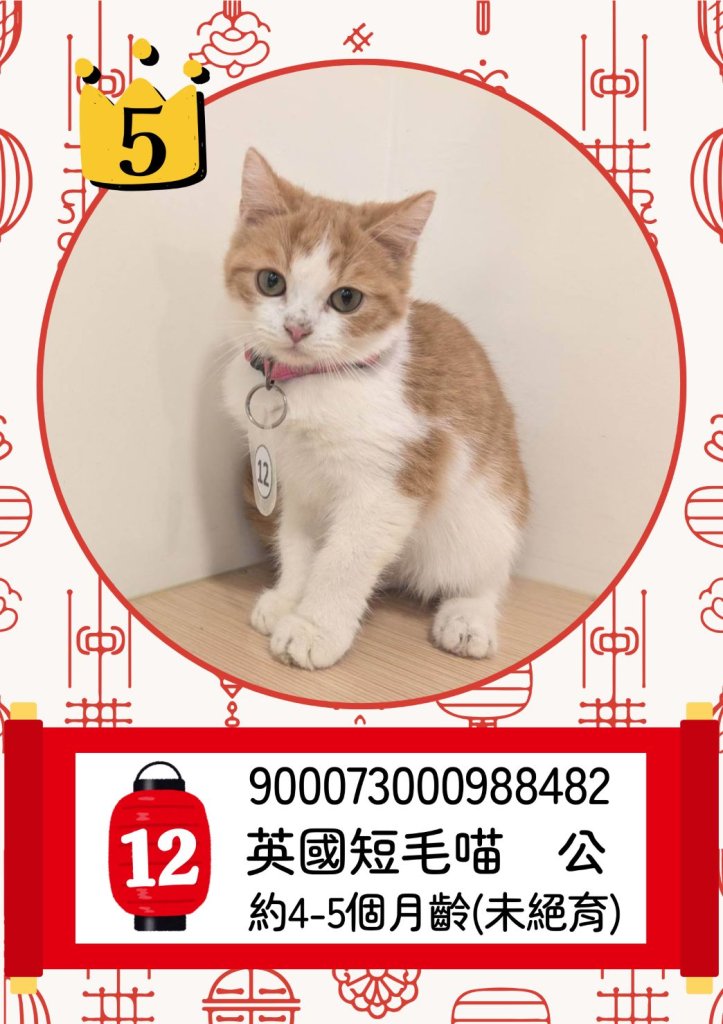 「喵星人命定配對」爆棚！5天湧5,660人登記　中籤率僅0.65%