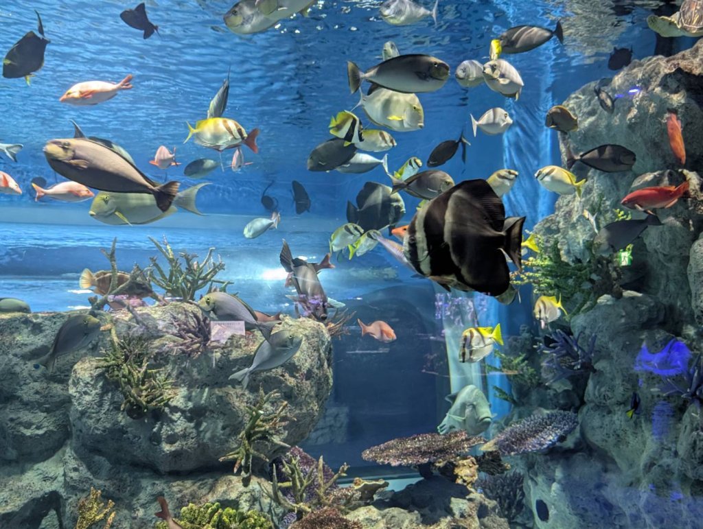在豐見城市DMM水族館   欣賞水族