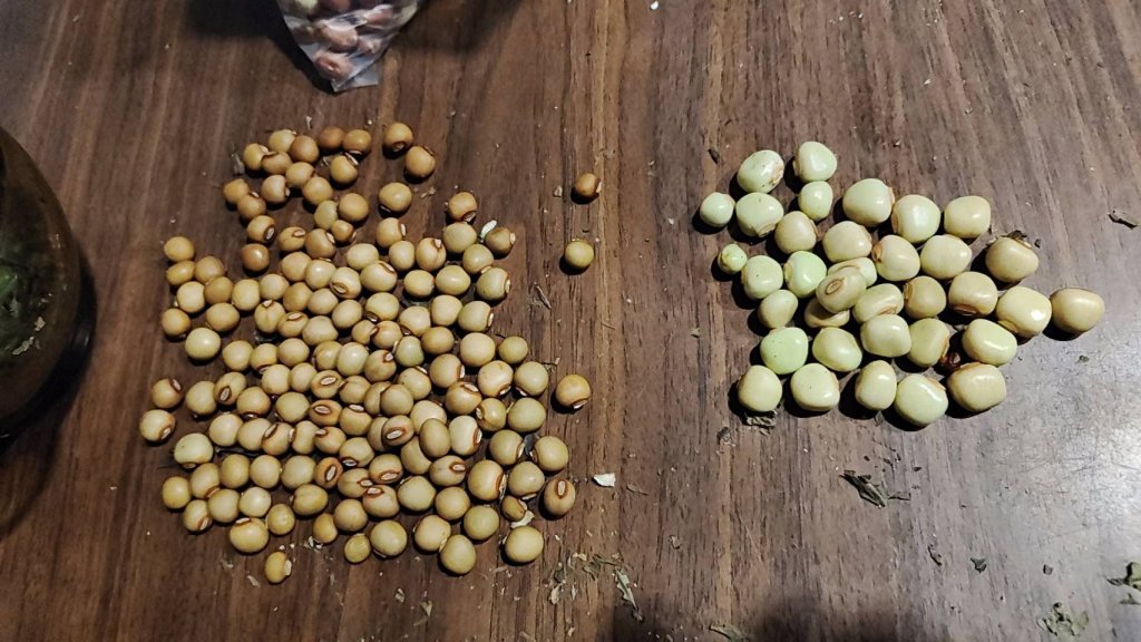 角豆的豆子如何料理？有人這樣推荐。