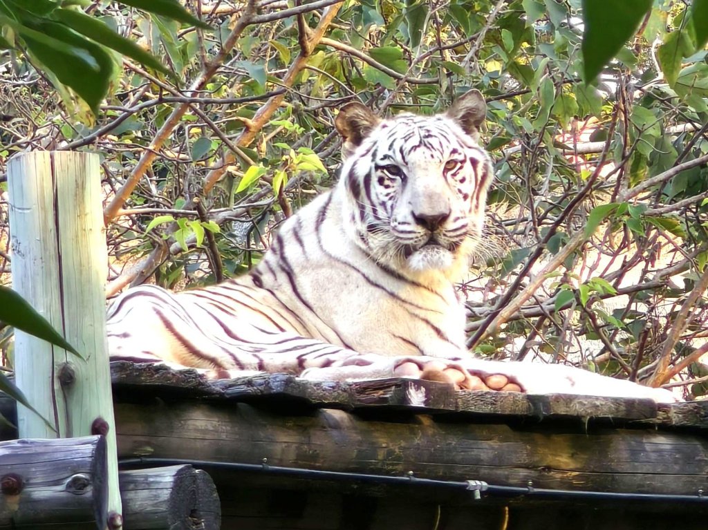 陪伴高雄14載  壽山動物園高齡明星白老虎「昭海」圓滿謝幕