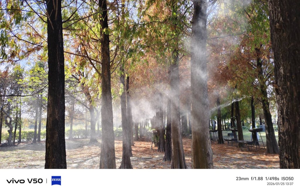 全省20處落羽松步道　　何必捨近求遠   