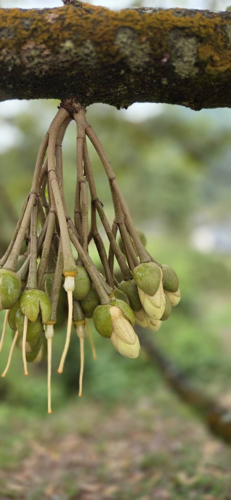 欣賞榴槤的黃花  你可能沒有見過