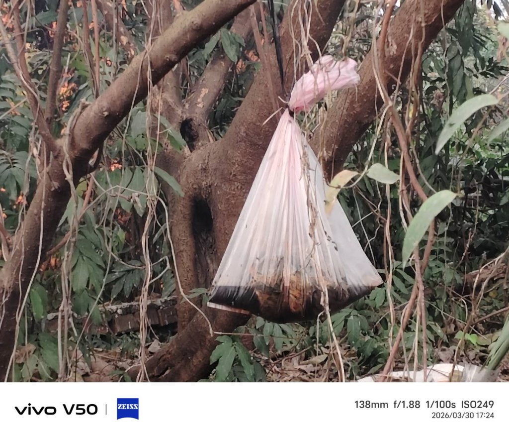 傳統習俗  依然把死貓吊樹頭