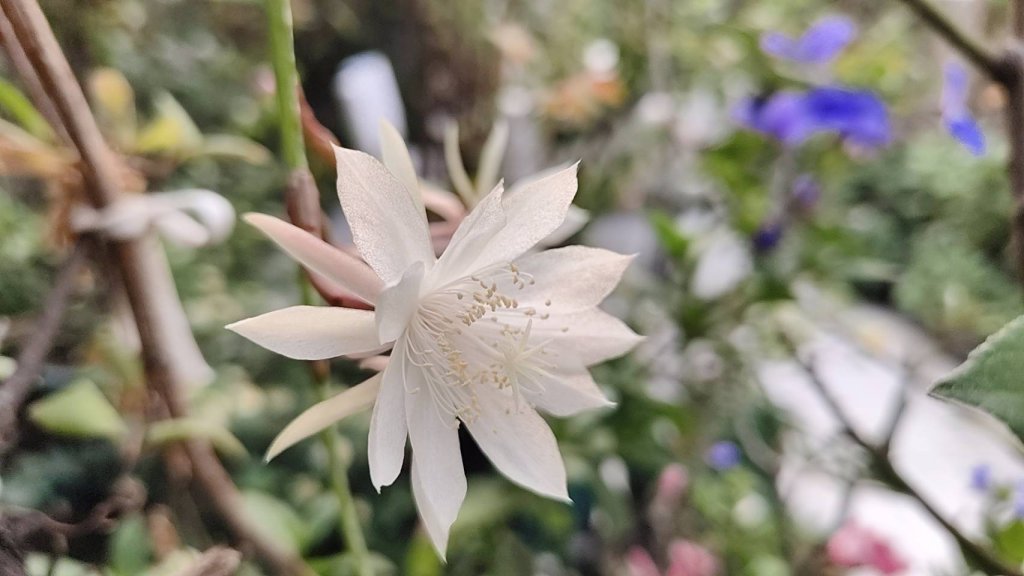 曇花是夜間開  但是也有白天開花的