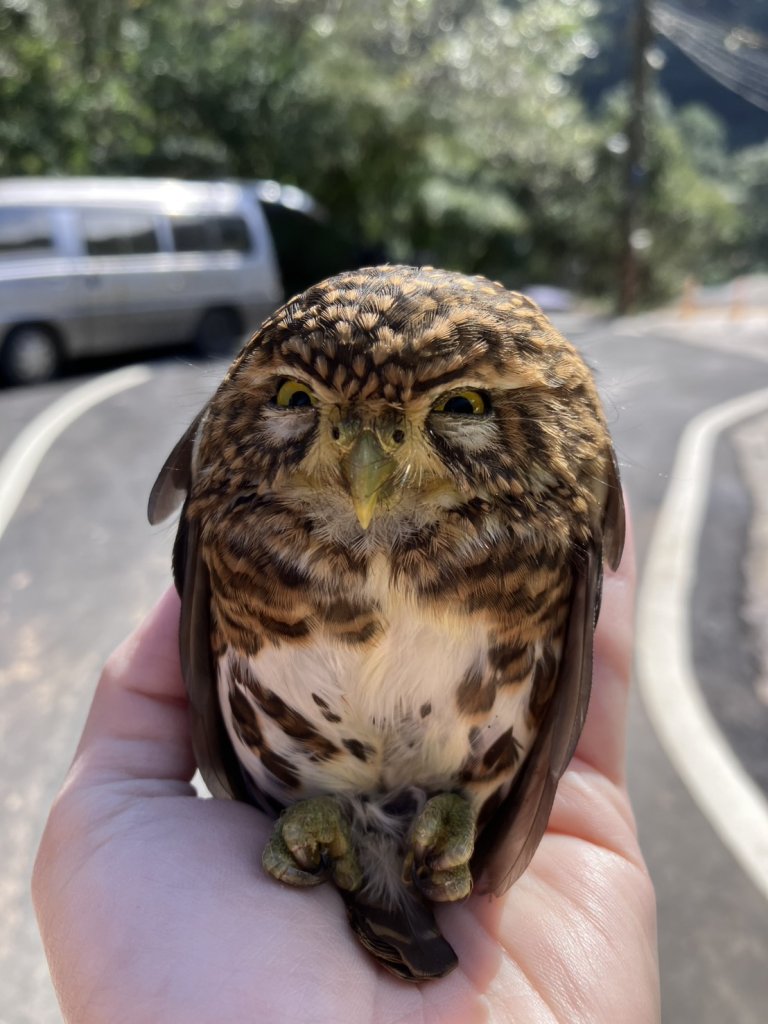 路旁車頂冒出「憤怒鳥」？原來是台灣最迷你貓頭鷹
