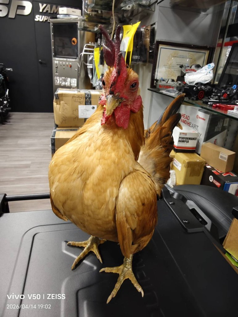 個子小，自信滿滿的迷你雞