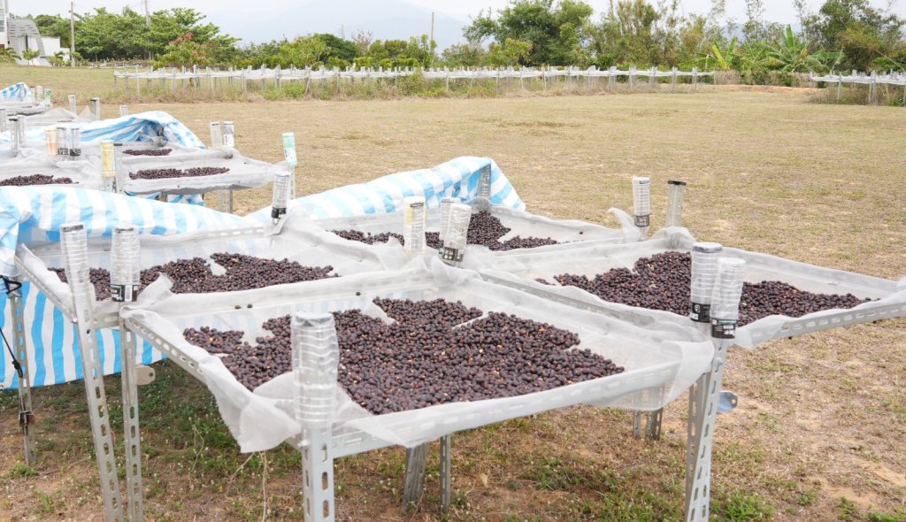 屏東縣的咖啡產業