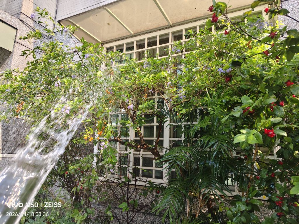 澆花木  記得淋樹葉