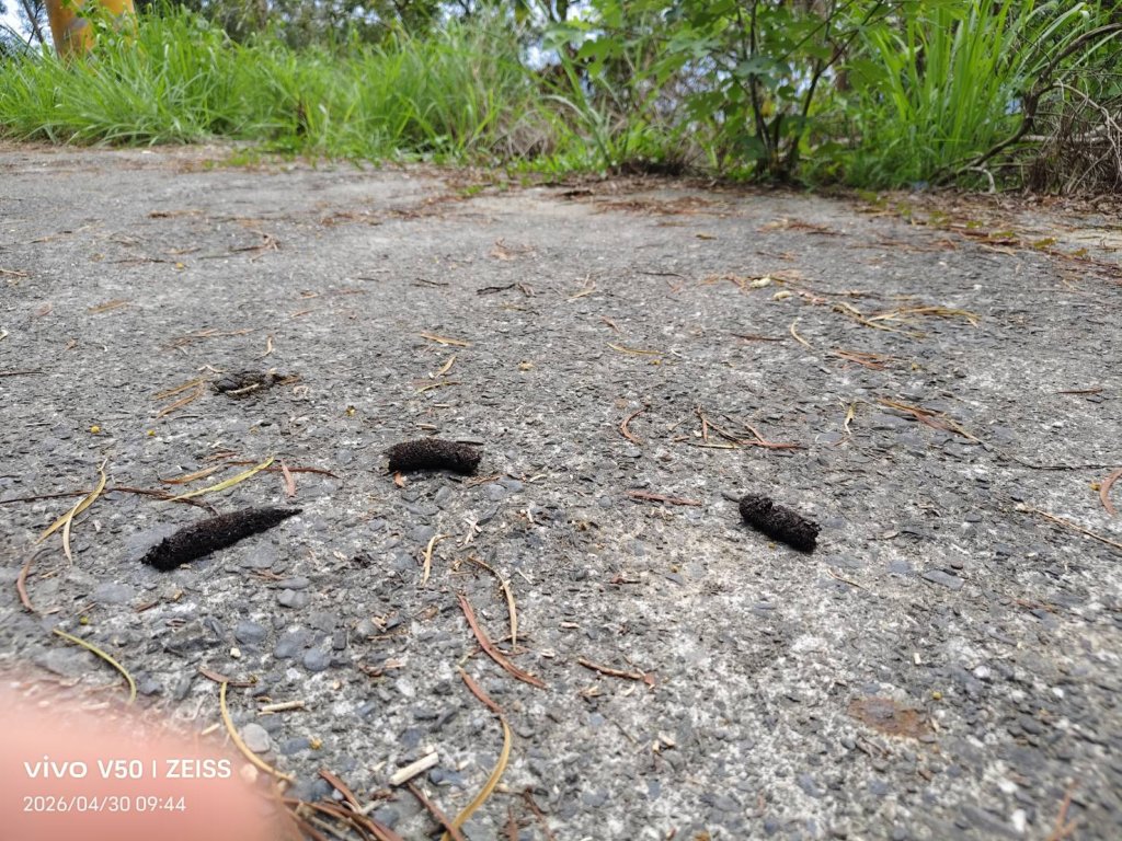 猴子排泄物  面對的處理方法