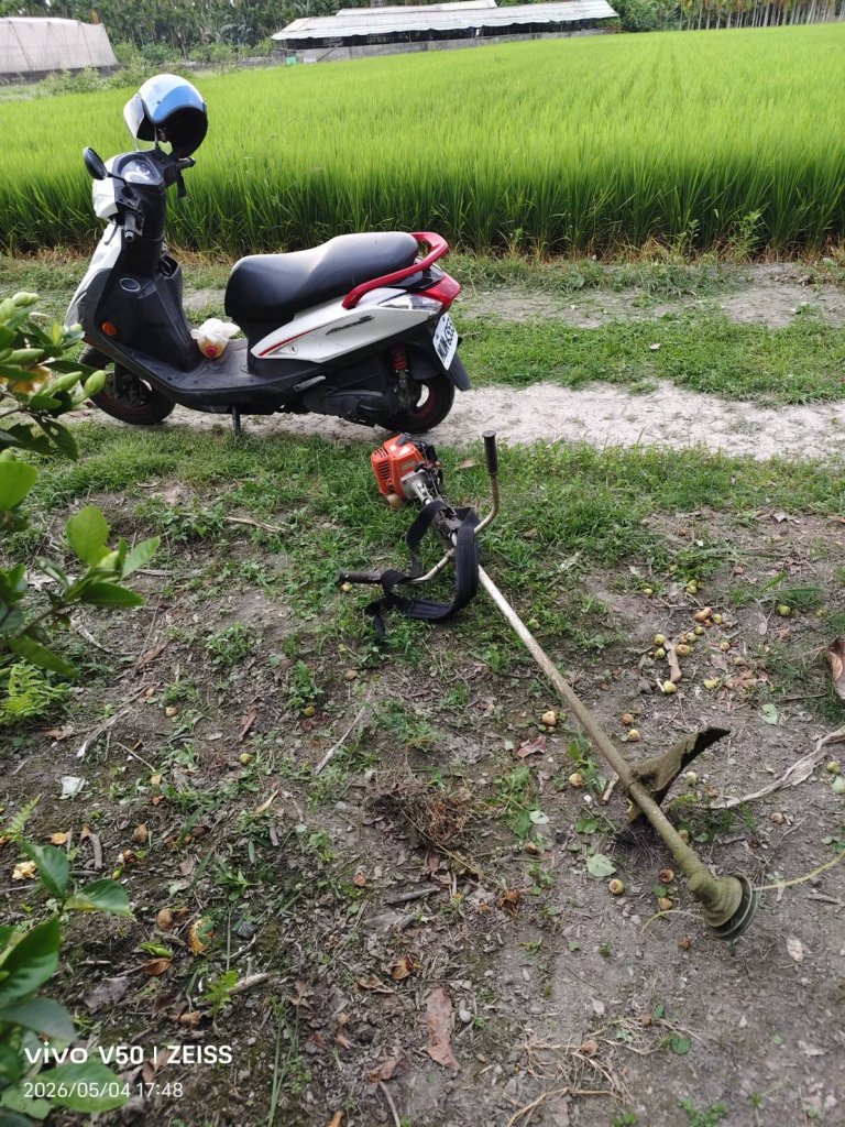 在屏東田園除草  蓮霧園特別多汁  香甜