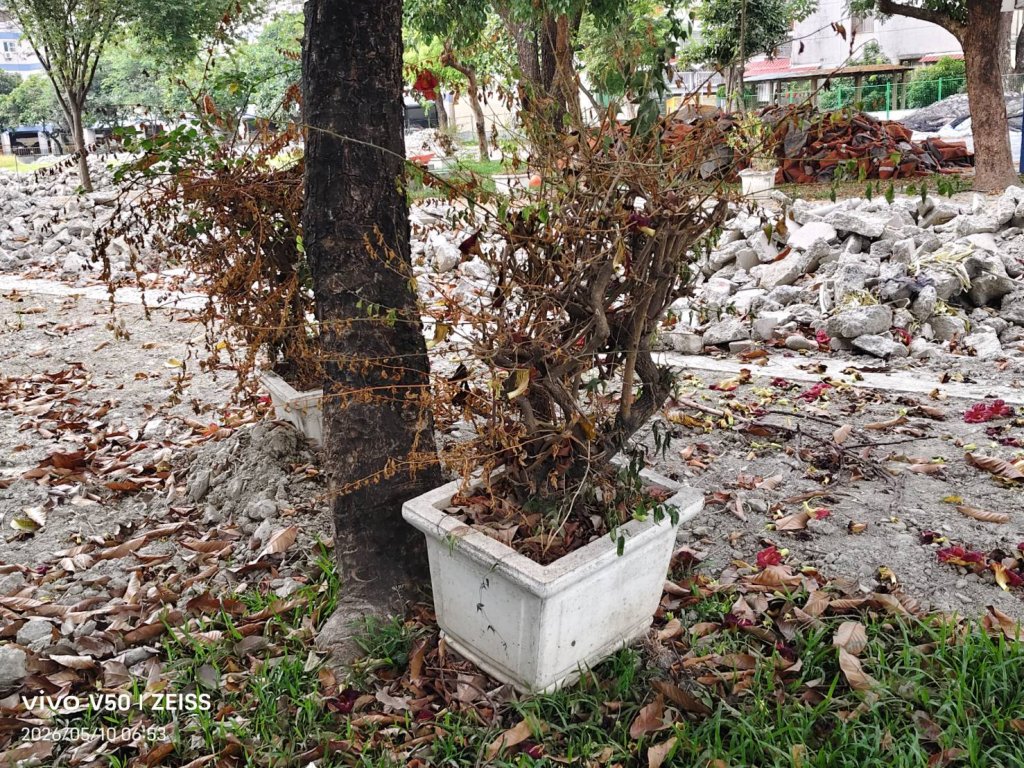 上次恆春一所小學  跑道竣工大肆歌功頌德  這回民生國小延宕施工  植物枯死