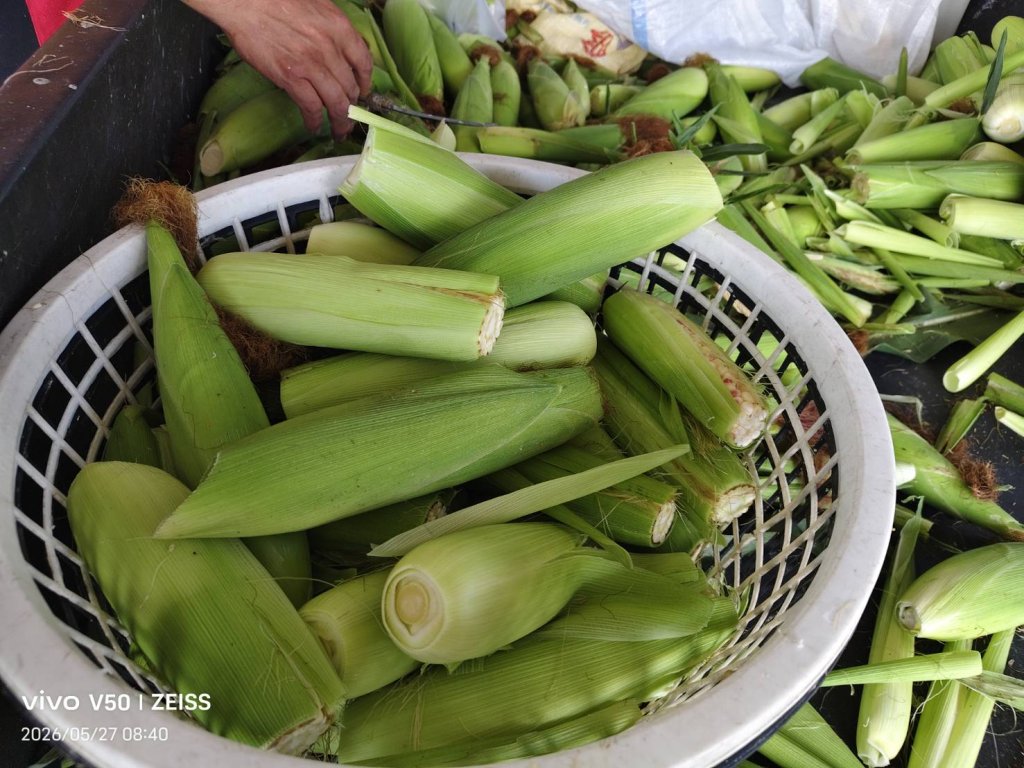 玉米小董  談《玉米種植經》