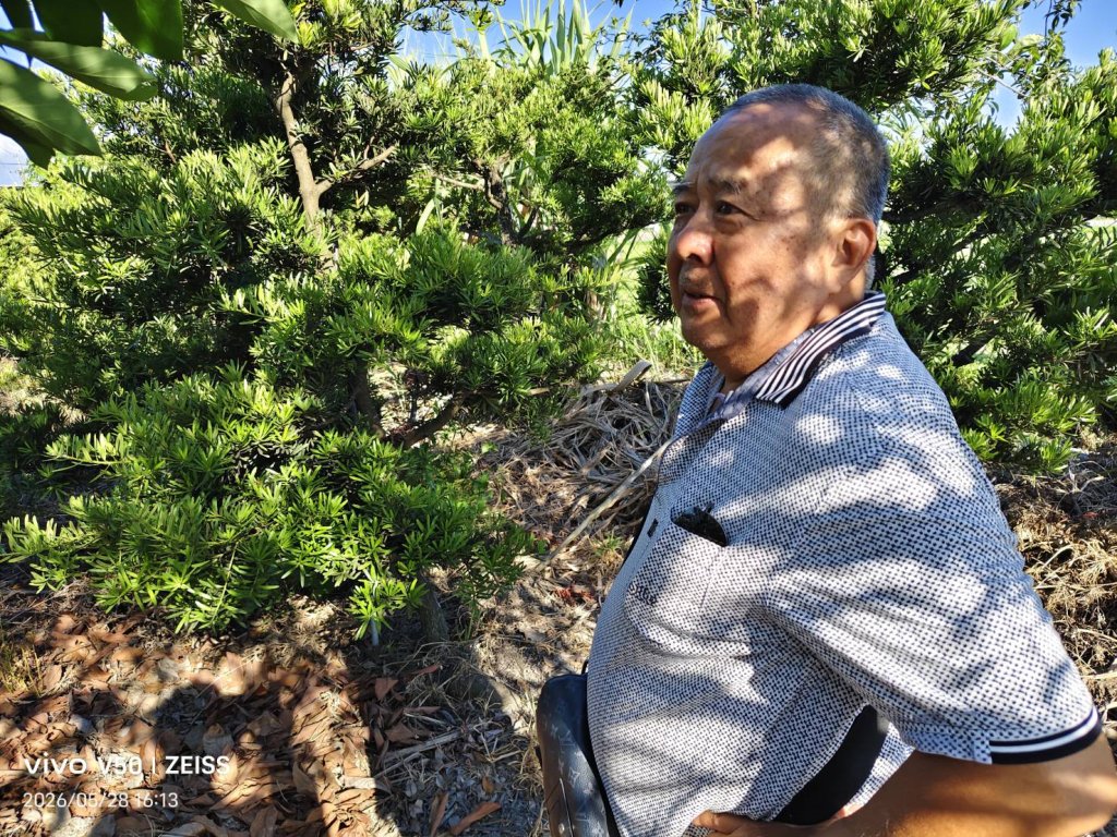 院子種羅漢松  諺語說「賺錢很輕鬆」
