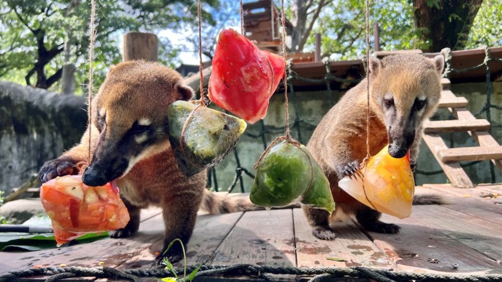 壽山動物園端午飄粽香 黑猩猩互送菜粽放閃