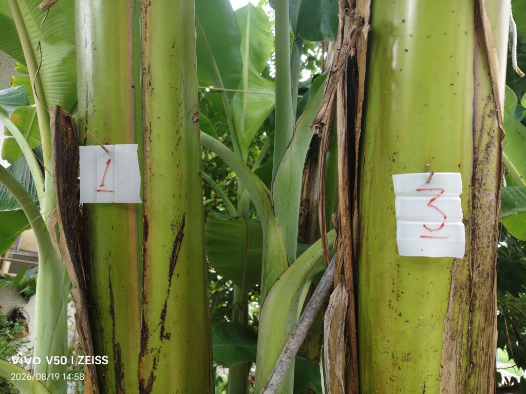 大學教師宿舍  教授母親喜歡農作  芭蕉結果竟然標誌編號