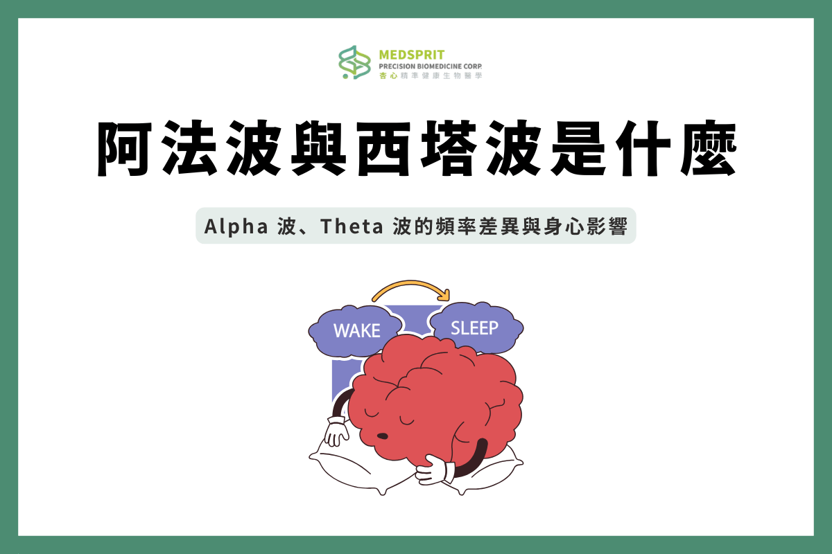 阿法波與西塔波是什麼？Alpha 波、Theta 波的頻率差異與身心影響