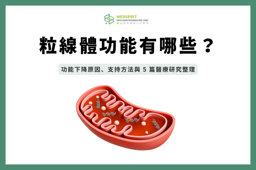 粒線體功能有哪些？功能下降原因、支持方法與 5 篇醫療研究整理