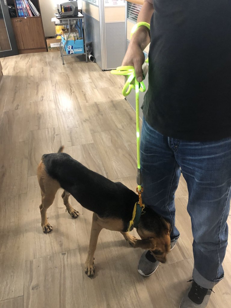 發光寵物繩及背包