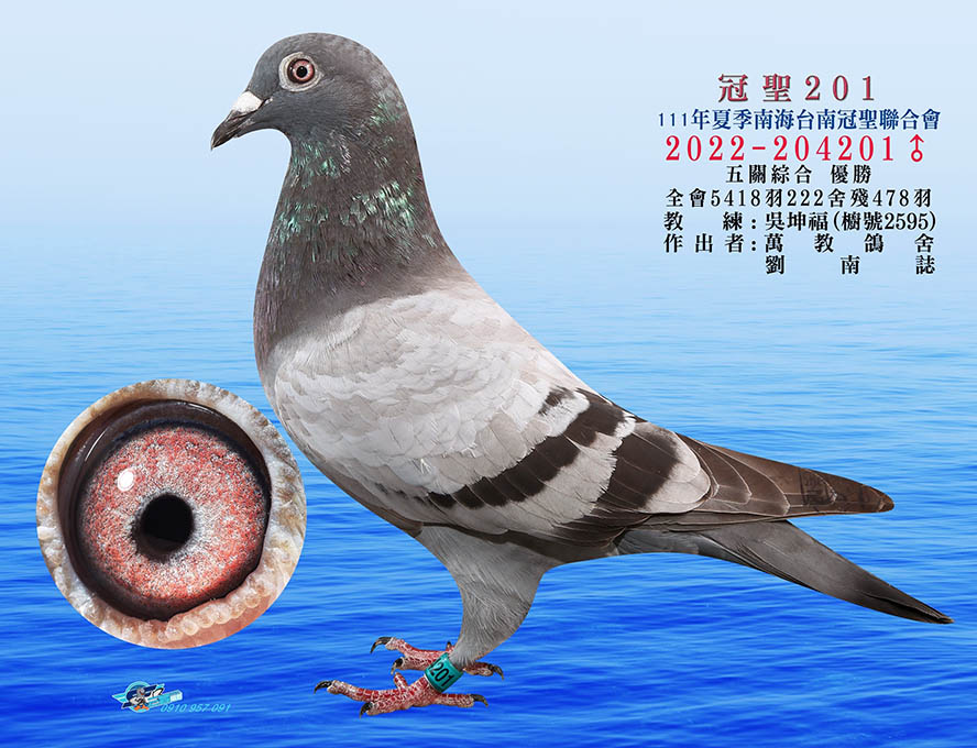 入賞鴿,歐洲鴿,冠軍鴿