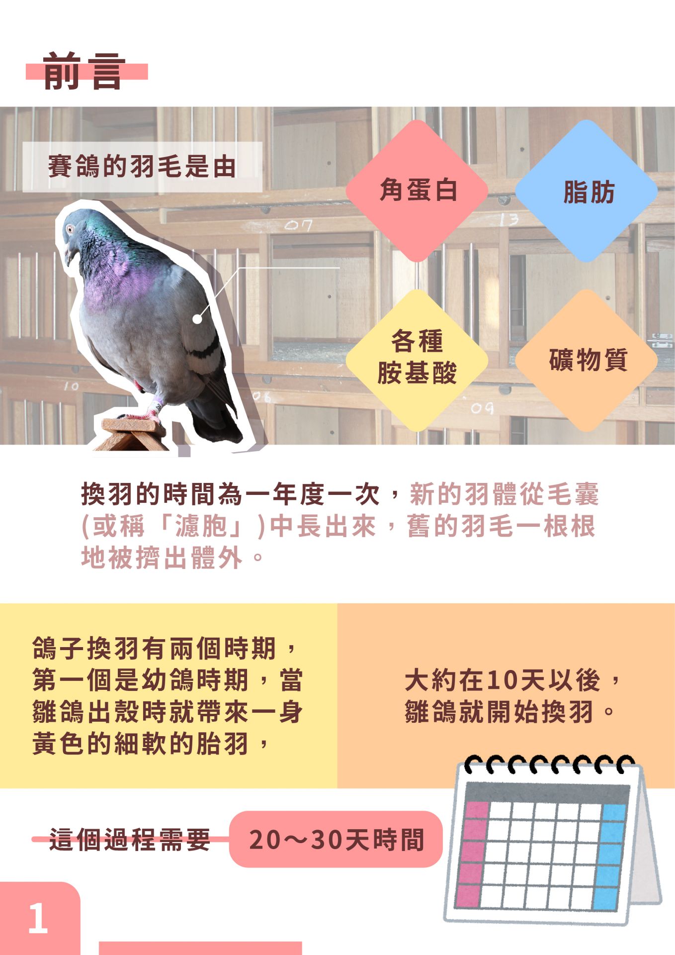 賽鴿比賽時間的奧秘 - 探索速度與耐力的競技時刻