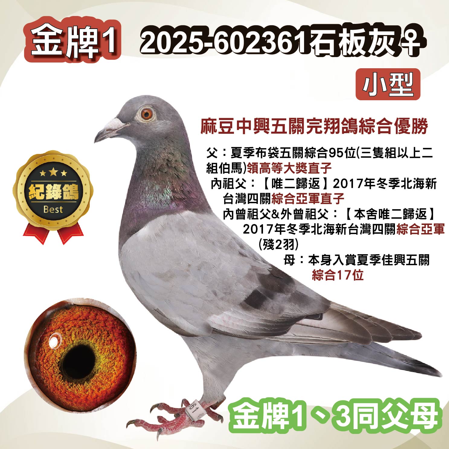 鴿 入賞鴿,歐洲鴿,冠軍鴿