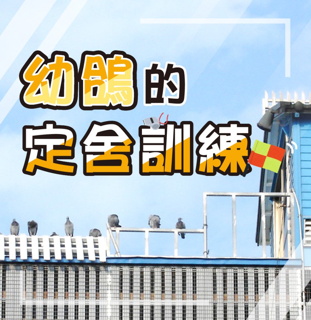 幼鴿的定舍訓練