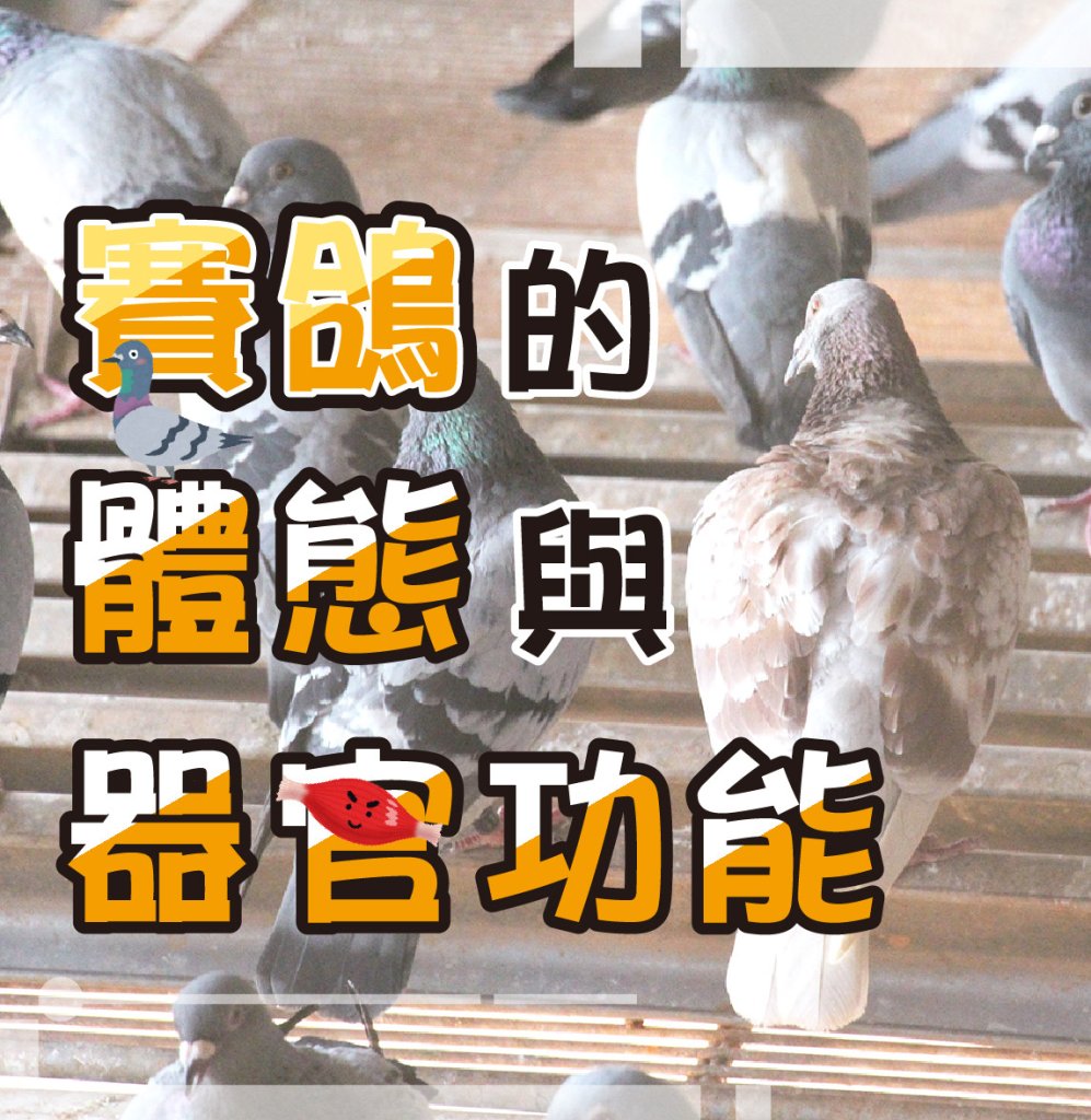 賽鴿的體態與器官功能