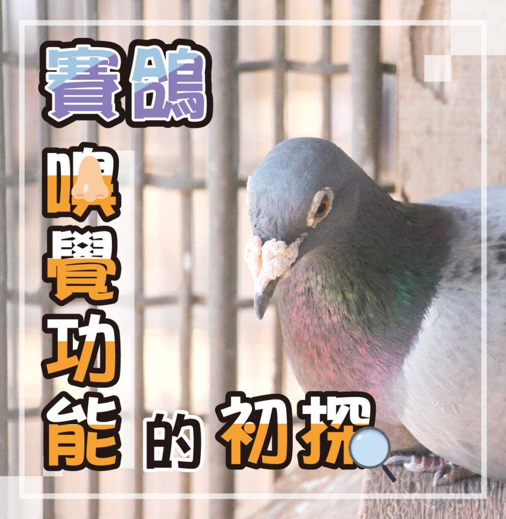 賽鴿嗅覺功能的初探