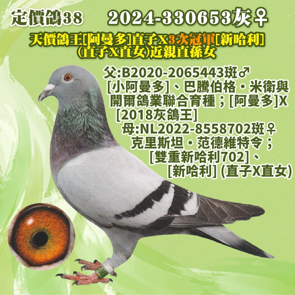 2024-330653灰♀