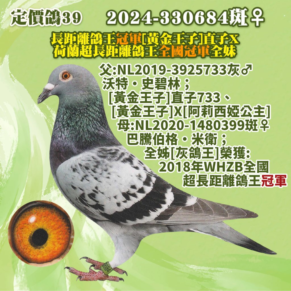 2024-330684斑♀